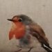 robins