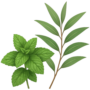 cooling-tea-tree-peppermint